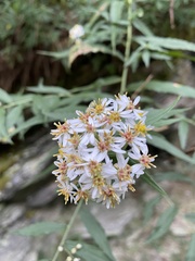 Aster taiwanensis
