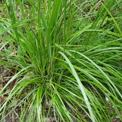 Poa ensiformis