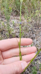 Comesperma calymega