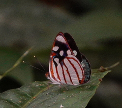 Dynamine chryseis