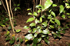 Backhousia citriodora
