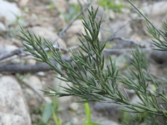 Colletia hystrix