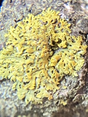 Xanthomendoza weberi