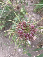 Polanisia dodecandra riograndensis