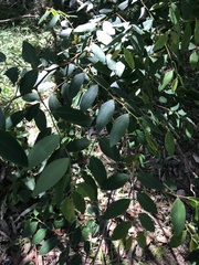 Breynia oblongifolia
