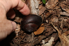 Sphaerospira fraseri