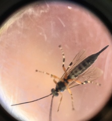 Itoplectis conquisitor