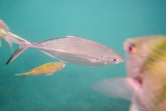 Alepes vari