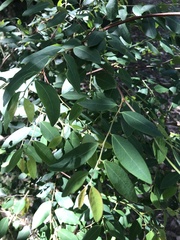 Breynia oblongifolia