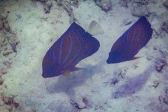 Pomacanthus annularis