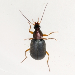Chlaenius tricolor