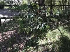 Breynia oblongifolia