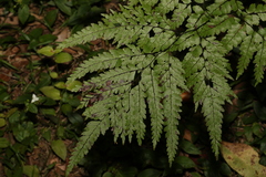 Adiantum formosum