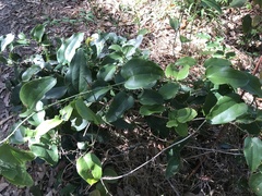 Smilax australis