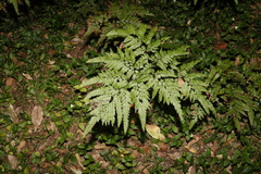 Adiantum formosum
