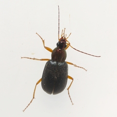 Chlaenius tricolor