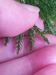 Media resource of Dendrolycopodium hickeyi