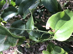 Smilax australis