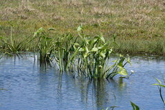 Sagittaria montevidensis