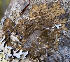 Melanelixia subaurifera