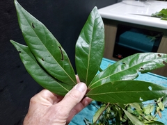 Persea borbonia