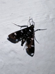 Bocchoris inspersalis