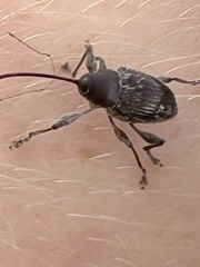 Curculio