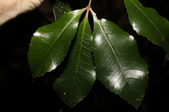 Pseudoweinmannia lachnocarpa