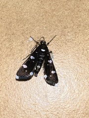 Bocchoris inspersalis