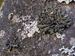 Phaeophyscia rubropulchra