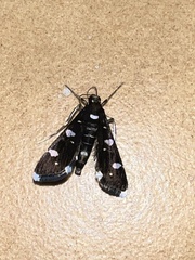 Bocchoris inspersalis