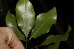 Pseudoweinmannia lachnocarpa