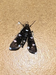 Bocchoris inspersalis