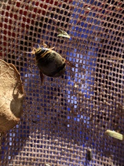 Thermonectus nigrofasciatus nigrofasciatus