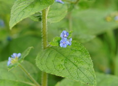 Pentaglottis sempervirens