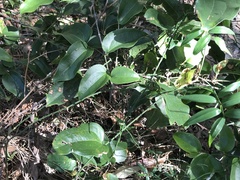Smilax australis