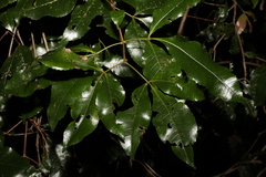 Pseudoweinmannia lachnocarpa