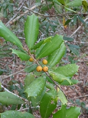 Ilex opaca arenicola