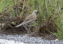 Cincloramphus cruralis