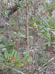 Ilex opaca arenicola