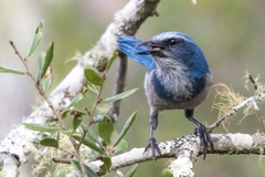 Aphelocoma coerulescens