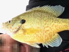 Lepomis gibbosus × macrochirus