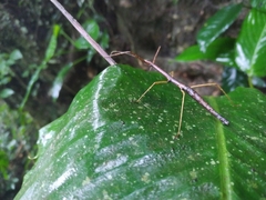 Libethra