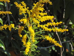 Hoplitimyia mutabilis