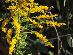 Hoplitimyia mutabilis