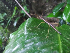 Libethra