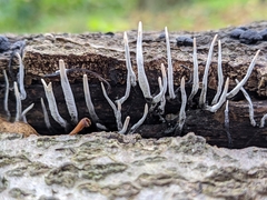Xylaria hypoxylon