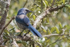 Aphelocoma coerulescens