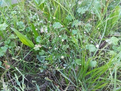Symphyotrichum subulatum