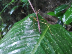 Libethra